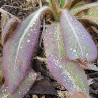 Meconopsis 'Ascreavie'